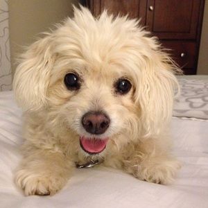 Meet your Posher, Lori